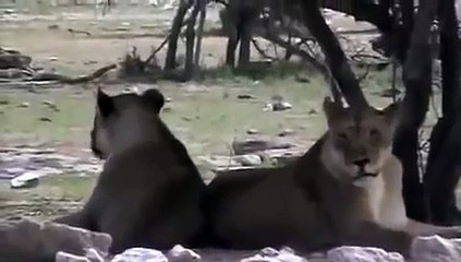Animal attack LIONS RUTHLESS KILL Bour wild NEW@croos