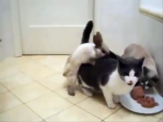 Animal Attack Rabbit Humping with Eating Cat wild NEW@croos