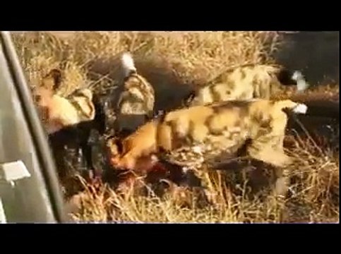 Animal attack wild dog hunting dogs fight 2 wild NEW@croos
