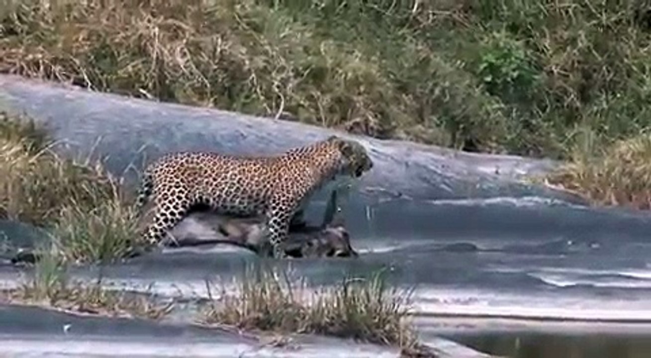 Asia Yala leopard wildebeest which crosses river wild NEW@croos