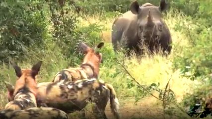 Gergedan Vahşi Köpekleri Kovaladı