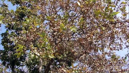 Tribal Medicines of Gandhamardan Hills for Cissus- Aglaia Toxicity: Film by Pankaj Oudhia