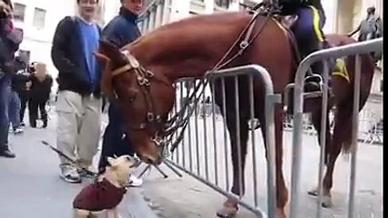 The dog and the horse s extraordinary friendship