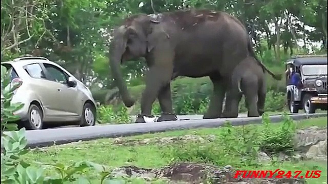 Elephant attacking car