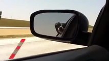 Dog Tries To Eat Traffic New Funny Animal Video 2015