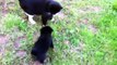 Cats Meeting Puppies for the First Time Compilation 2015 NEW