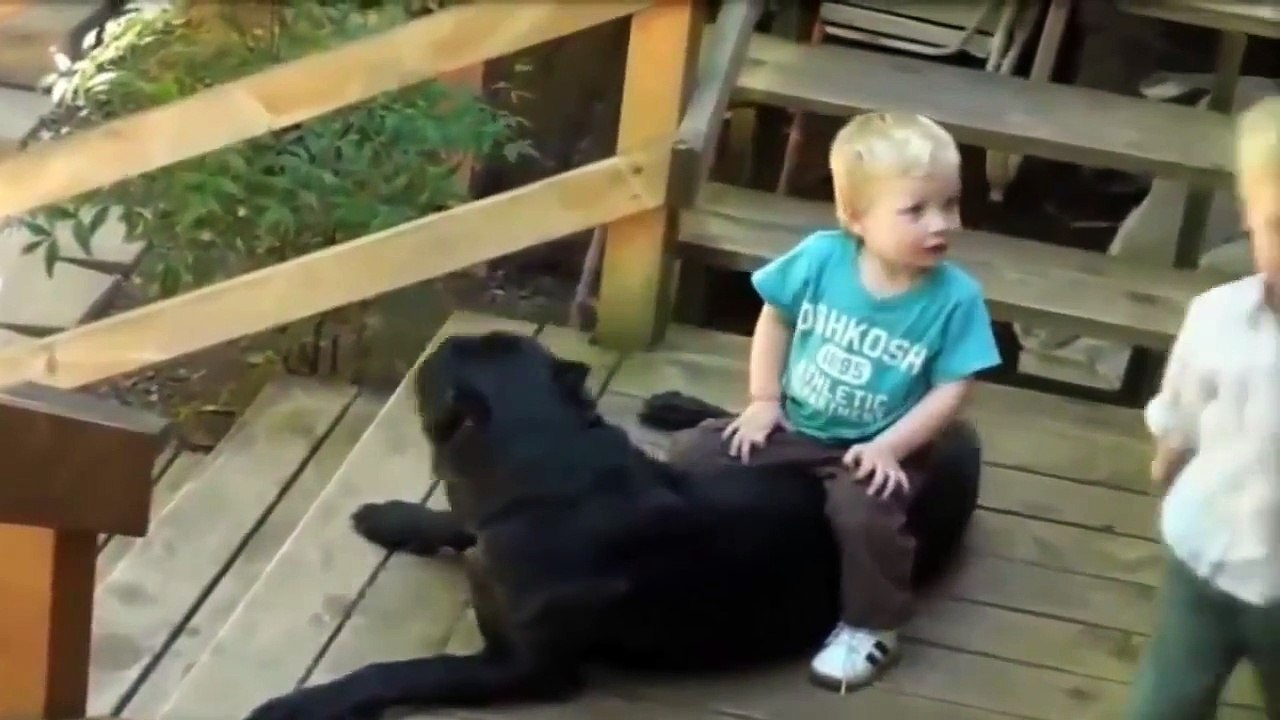 Funny Babies Riding Dogs Compilation 2015