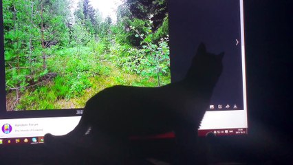 My troll! (October 12th, 2015 - 10.28 PM)