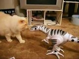 ROBORAPTOR CONTRA MI GATO - IMPERDIBLE! humor gatos - video divertido gatos chistosos risa