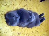 ★ GATO EN ESTADO DE PLENITUD ZEN ★ Video Gatos Locos - Humor Gatos - Gatos Divertidos