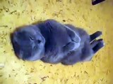 ★ GATO EN ESTADO DE PLENITUD ZEN ★ Video Gatos Locos - Humor Gatos - Gatos Divertidos