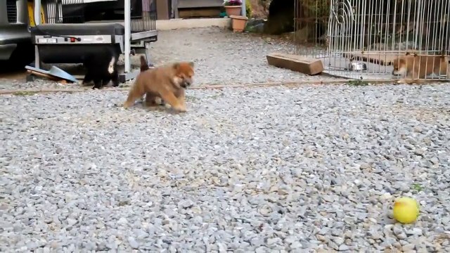 ★ PERRITOS SUPER TIERNOS, PARA DERRETIRSE ★ Perros Locos Humor Divertidos Chistosos risa