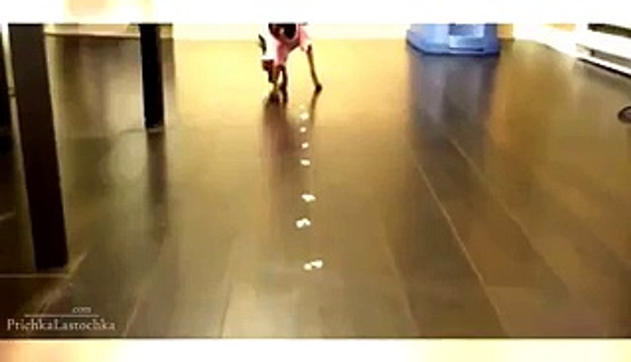 Funny Animal Videos