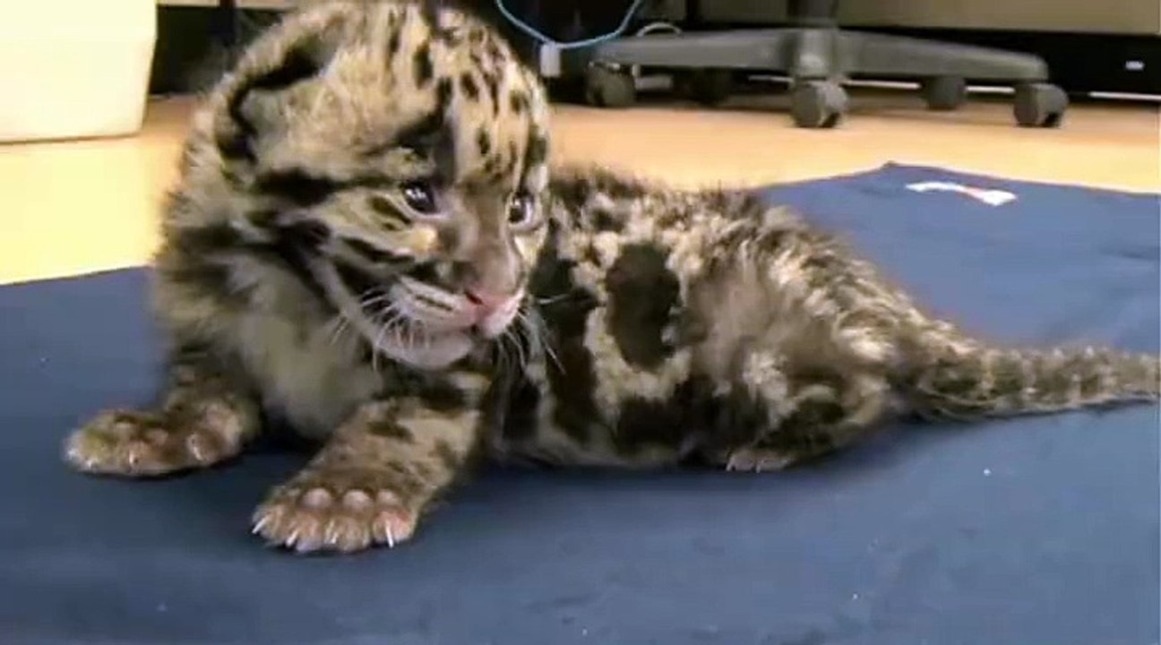 Tiger Cub Cute Roar