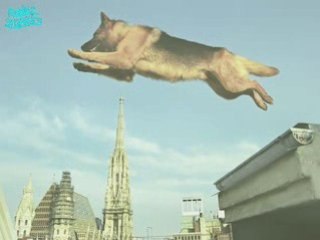 Commissaire Rex-Kommissar Rex-CommissarioRex