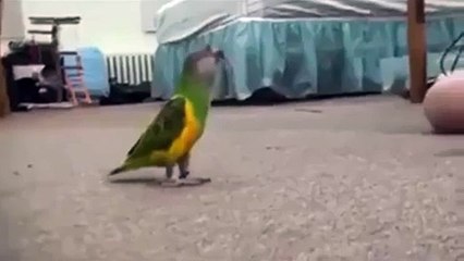 Vurulma Numarası Yapan Taklitçi Kuş - İlginç - Garip