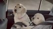 subaru dog commercial The BEST FUNNY ANIMALS COMPILATION 2014