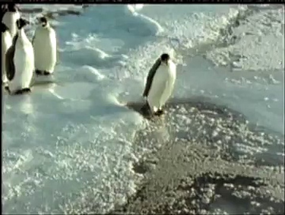 Penguin Sinks