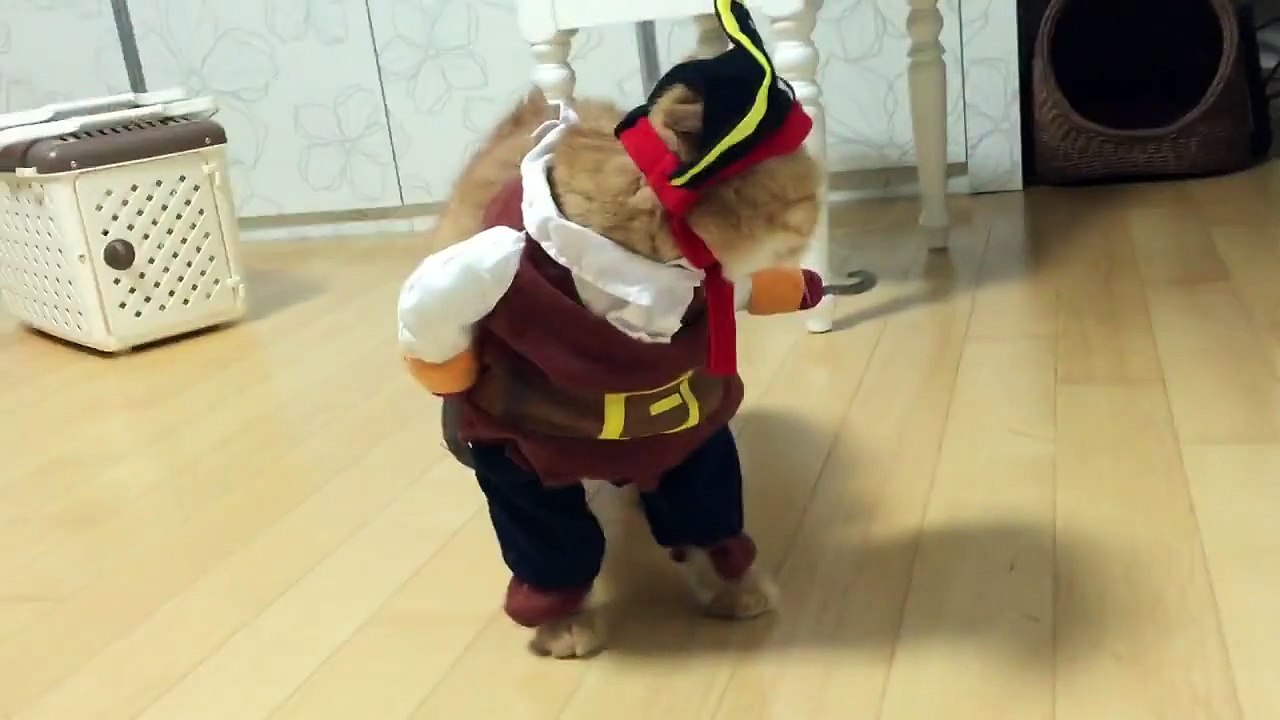 Un Chat Dans Un Adorable Costume De Pirate Video Dailymotion