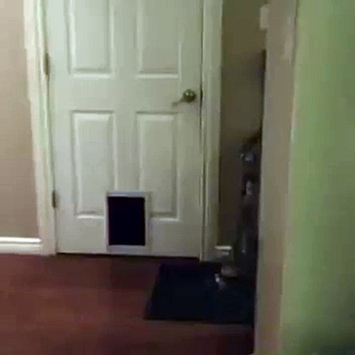 Un chat intelligent