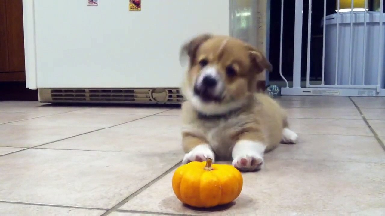 Corgi devient fou devant une citrouille