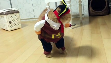 Déguisement de pirate pour ce chat trop drôle