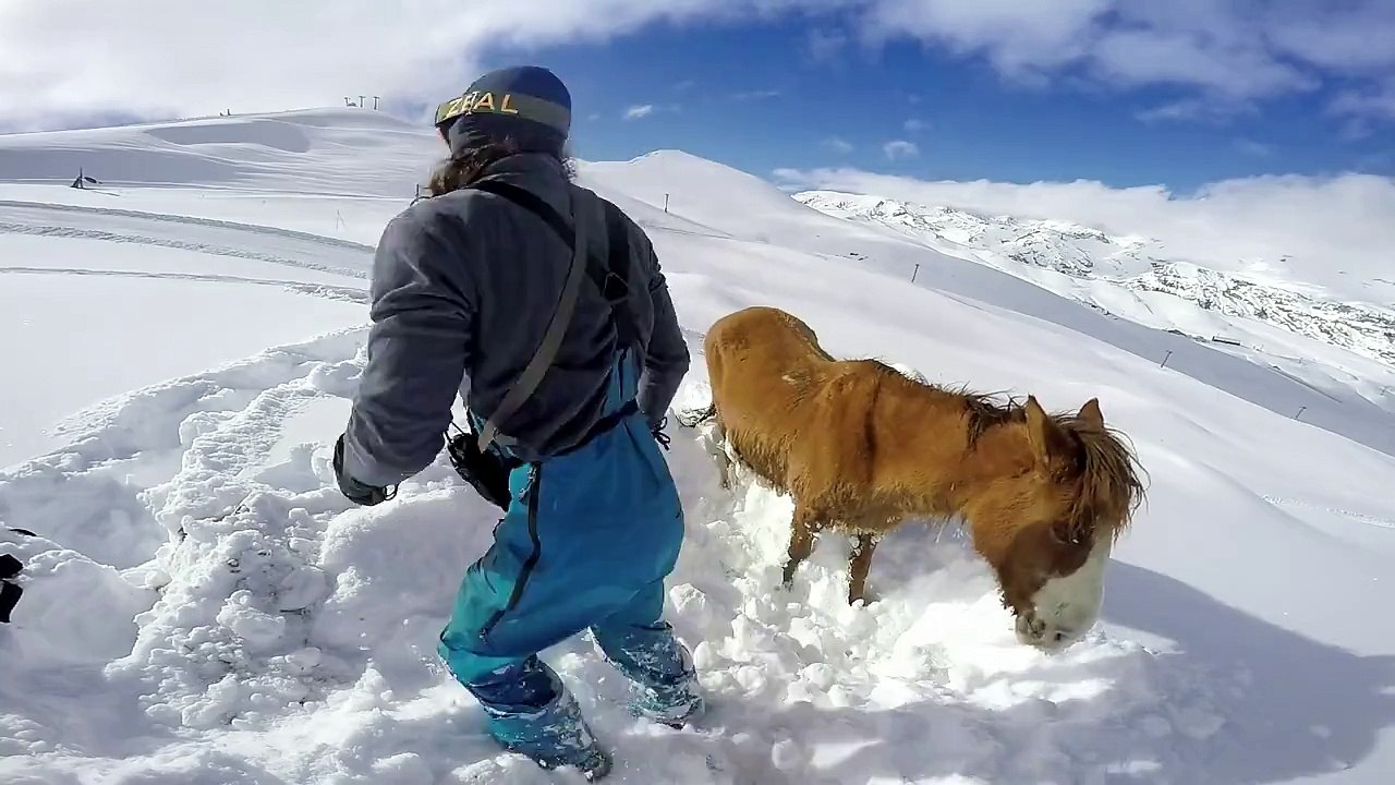 Deux snowboarders sauvent un cheval bloqué dans la neige depuis 4 jours