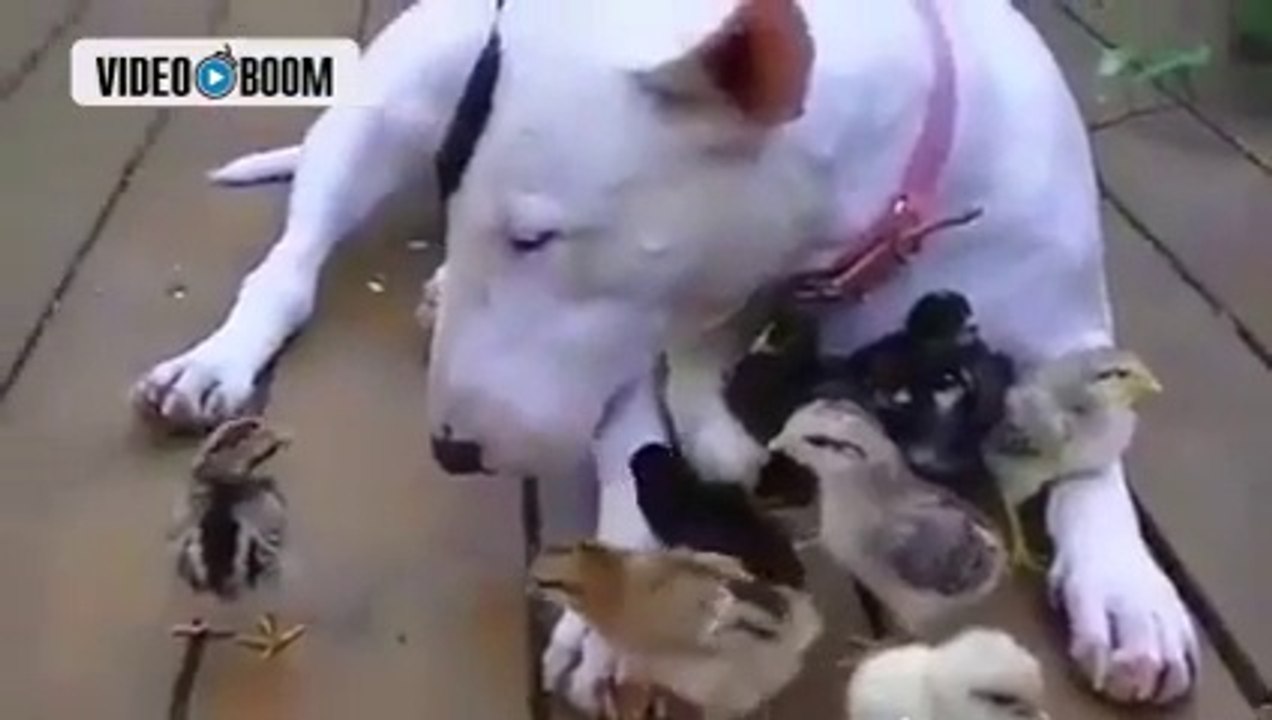 Dog with chicks