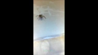 Creepiest Huge Spider Ever Found Indoors ^;;^