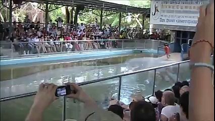 Pattaya Thailand Crocodile Farm .This man sticks his arm in a Crocodile stomach