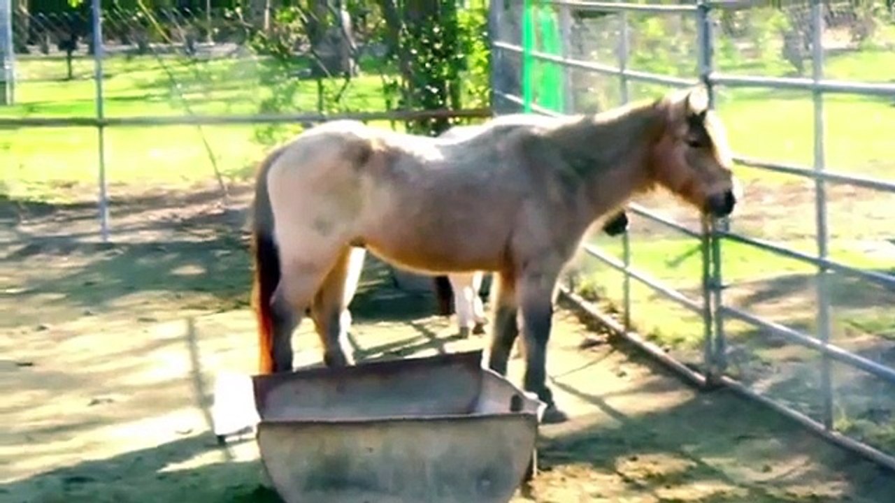 ANIMAL SOUNDS SONG (21 Real Animals) BABIES, TODDLERS, PRESCHOOL, K 3