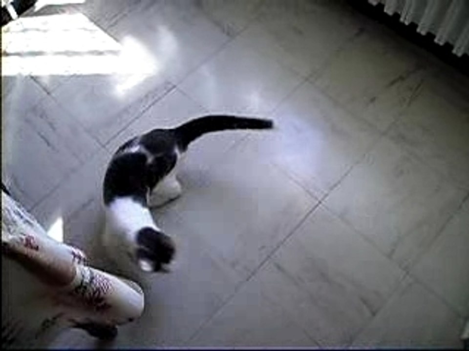 chat qui se trip tout seul