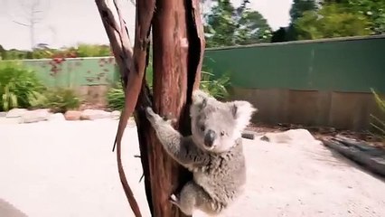 Un bébé koala grimpe sur un caméraman