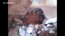 Dozens of rats escape from floor in old building