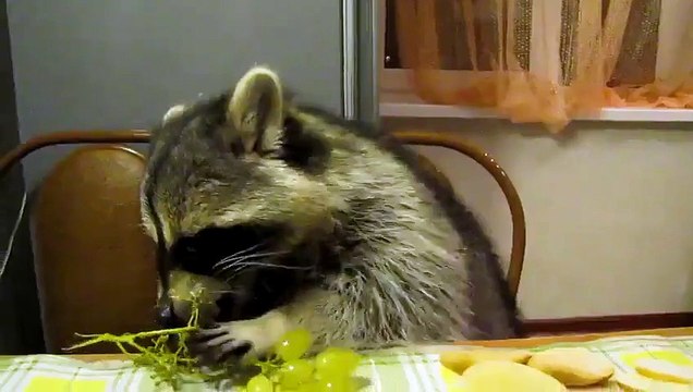 Митяй лопает виноград