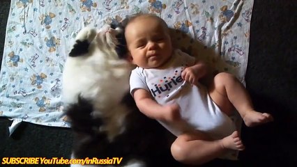 Скачать видео: FUNNY VIDEOS Funny Cats Funny Baby Funny Cat Videos Funny Animals Funny Babies Videos