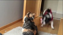Бульдог играет с кошкой