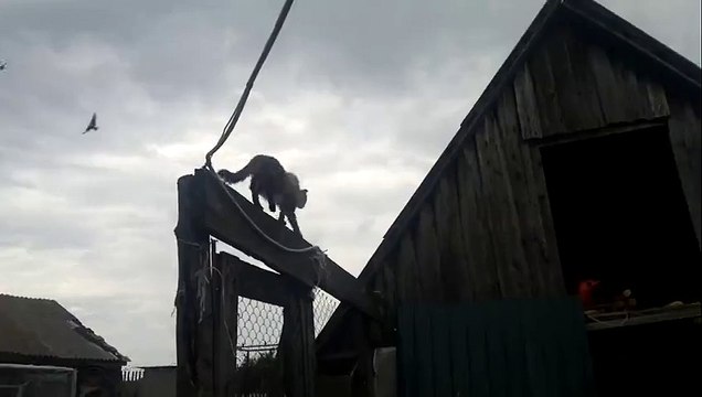 Бывают же такие умные кошки)))