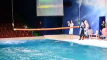 Dolphin and Seal show Dubai at Dubai Dolphinarium