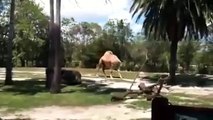 Individuals at African Park Surprised by Headless Camel By Oooy Idhar Dekh