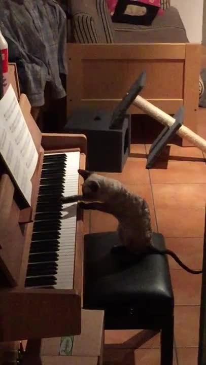 Music-loving cat plays the piano