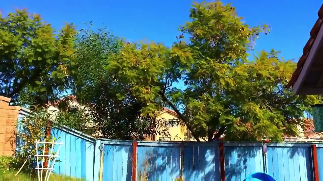 Big Disney Cars Toys Lightning McQueen and Dinoco by PleaseCheckout channel