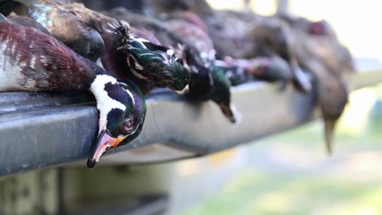 Duck Camp