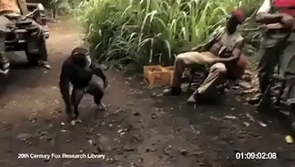 monkey firing on people foolish man give gun to monkey