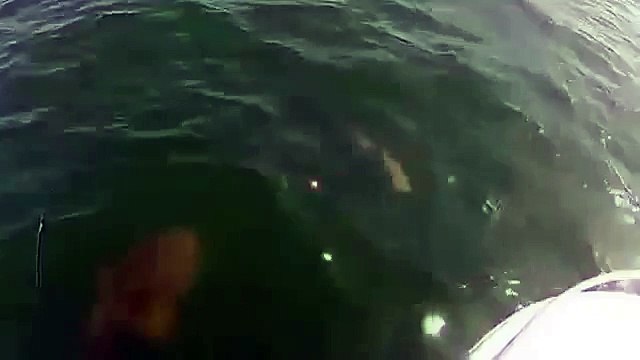 Акула была в шоке ! Прикол .Обязательно посмотрите .