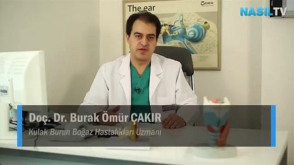 Kulak kiri nasıl oluşur