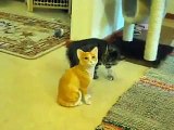 Yavru kedi oyuncak kediyle oynuyor - Funny videos - Komik videolar