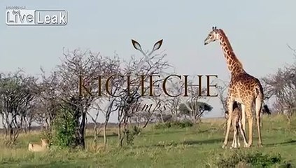 Yavrusunun aslanlardan koruyan zürafa - Funny videos - Komik videolar