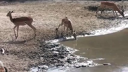 Yem olmaktan son anda kurtulan ceylan - Funny videos - Komik videolar