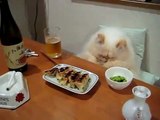 Yemek yerken birden ciddileşen kedi - Funny videos - Komik videolar